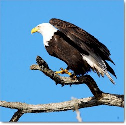 Bald Eagle