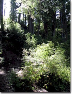Rainforest