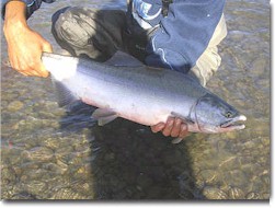 Wild Salmon